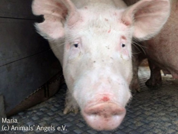 Maria – Tier des Monats Feb.’14 Maria - Tier des Monats Feb.'14 / © 2014 Animals' Angels