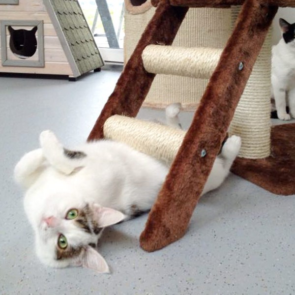 Kätzinnen Belly (v.) und Skinny Kätzinnen Belly (v.) und Skinny / © 2015 Arche KaNaum (D.N.)