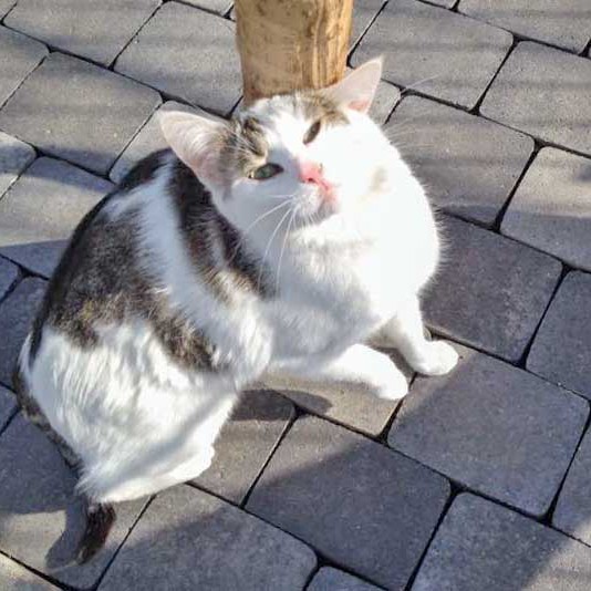 Kätzin Belly  /  © 2015 Arche KaNaum (DN) Kätzin Belly / © 2015 Arche KaNaum (DN)