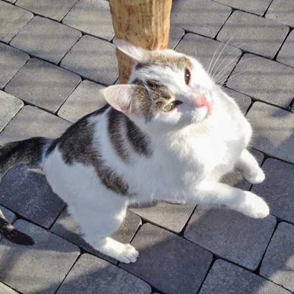 Kätzin Belly  /  © 2015 Arche KaNaum (DN) Kätzin Belly / © 2015 Arche KaNaum (DN)