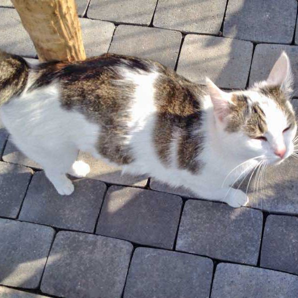 Kätzin Belly  /  © 2015 Arche KaNaum (DN) Kätzin Belly / © 2015 Arche KaNaum (DN)