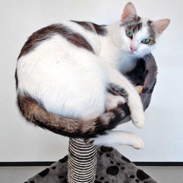 Kätzin Belly  /  © 2015 Arche KaNaum (LD) Kätzin Belly / © 2015 Arche KaNaum (LD)