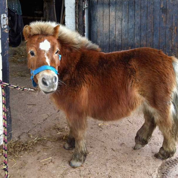 Pferd Emma (Shetlandpony) Pferd Emma (Shetlandpony) / © 2014 Arche KaNaum (D.N.)