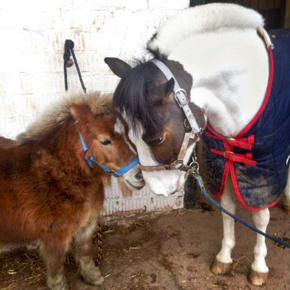 Gnadenhof-Pferd Emma mit groooßem Pferde-Kumpel Gnadenhof-Pferd Emma mit groooßem Pferde-Kumpel / © 2014 Arche KaNaum (D.N.)