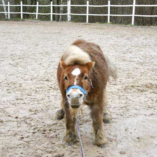 Pferd Emma (Shetlandpony) Pferd Emma (Shetlandpony) / © 2014 Arche KaNaum (D.N.)