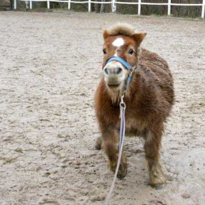 Pferd Emma (Shetlandpony) / © 2014 Arche KaNaum (D.N.)