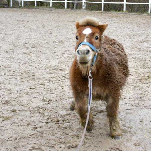 Pferd Emma (Shetlandpony) Pferd Emma (Shetlandpony) / © 2014 Arche KaNaum (D.N.)