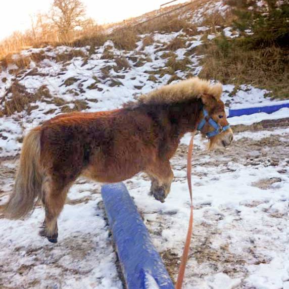 Training im Morgengrauen mit unserem Gnadenhof-Pferd Emma Training im Morgengrauen mit unserem Gnadenhof-Pferd Emma / © 2014 Arche KaNaum (D.N.)