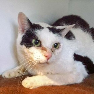 So sah Kätzin Ursel aus, als sie zu uns kam ... / © 2014 Arche KaNaum (D.N.)