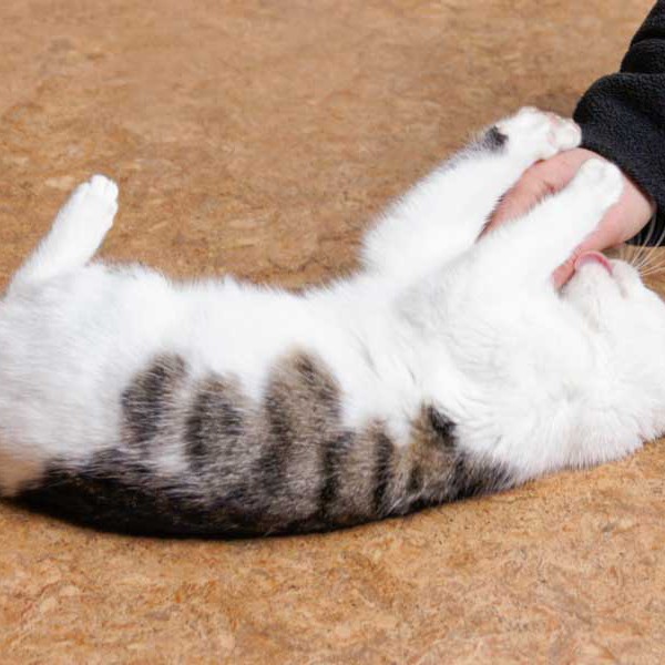 Kätzin Belly  /  © 2014 Arche KaNaum (D.N.) Kätzin Belly / © 2014 Arche KaNaum (D.N.)