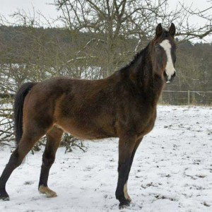 Pferd Carthago (Hessenwallach) / © 2014 Arche KaNaum (D.N.)