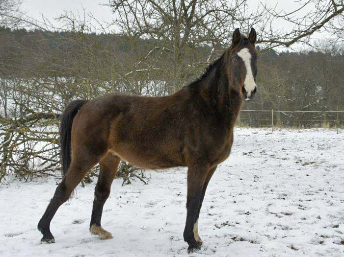 Pferd Carthago (Hessenwallach) / © 2014 Arche KaNaum (D.N.)