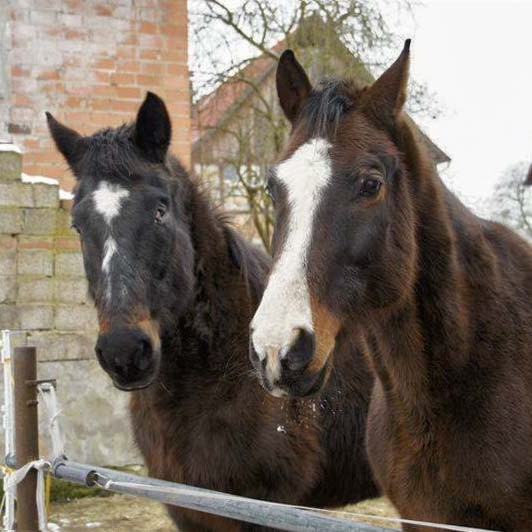 Pferde Lando (l.) und Carthago Pferde Lando (l.) und Carthago / © 2014 Arche KaNaum (D.N.)