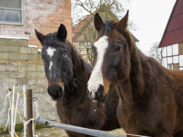 Pferde Lando (l.) und Carthago / © 2014 Arche KaNaum (D.N.)