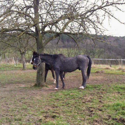 Pferd Lando (Oldenburger Wallach) Pferd Lando (Oldenburger Wallach) / © 2014 Arche KaNaum (D.N.)