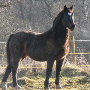 Pferd Lando (Oldenburger Wallach) / © 2014 Arche KaNaum (D.N.)