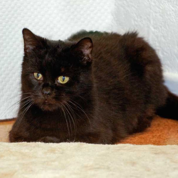 Kater Opa Fritz Kater Opa Fritz / © 2014 Arche KaNaum (DN)
