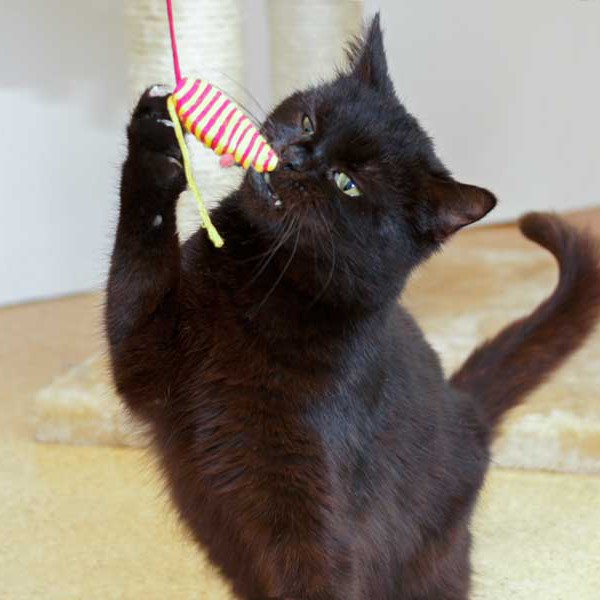 Kater Opa Fritz Kater Opa Fritz / © 2014 Arche KaNaum (DN)