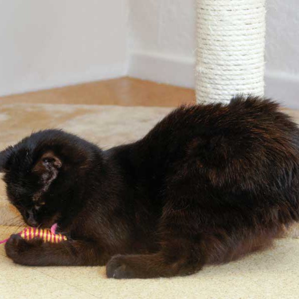 Kater Opa Fritz Kater Opa Fritz / © 2014 Arche KaNaum (DN)