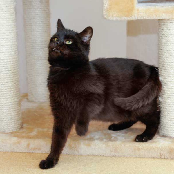 Kater Opa Fritz Kater Opa Fritz / © 2014 Arche KaNaum (DN)