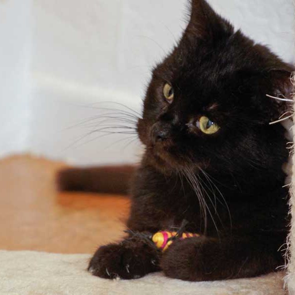 Kater Opa Fritz Kater Opa Fritz / © 2014 Arche KaNaum (DN)