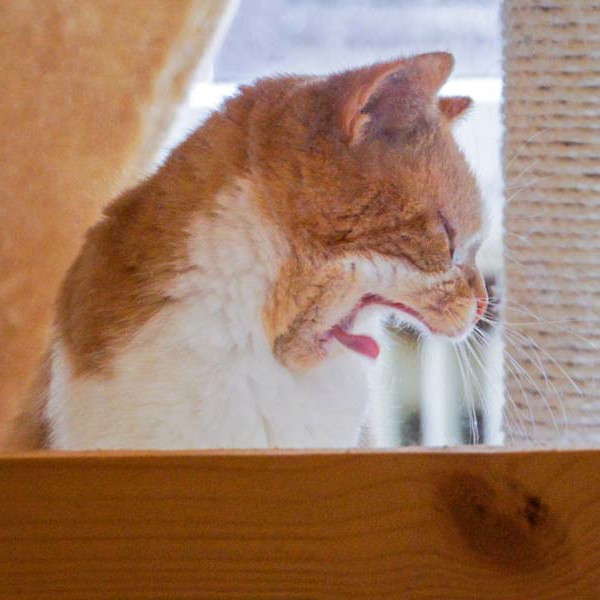 Kätzin Solea / © 2014 Arche KaNaum (DN)