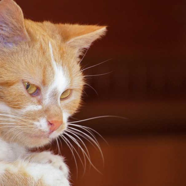 Kätzin Solea / © 2014 Arche KaNaum (DN)