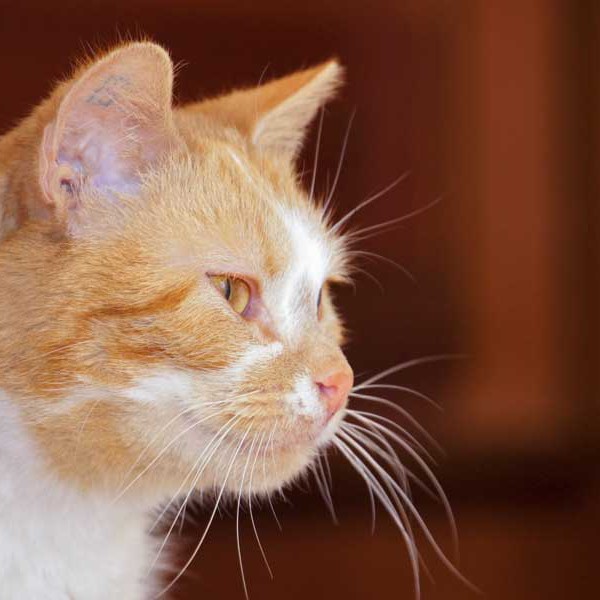 Kätzin Solea / © 2014 Arche KaNaum (DN)