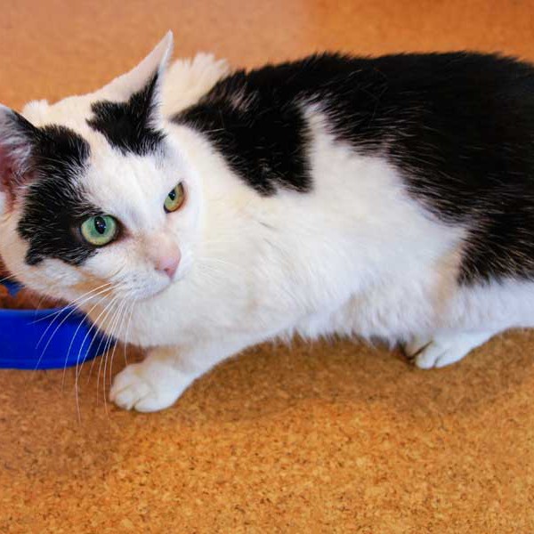 Kätzin Ursel / © 2014 Arche KaNaum (D.N.)