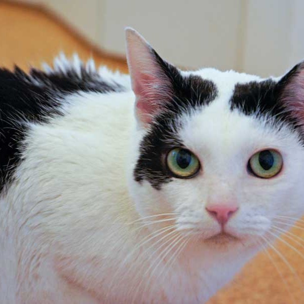 Kätzin Ursel / © 2014 Arche KaNaum (D.N.)