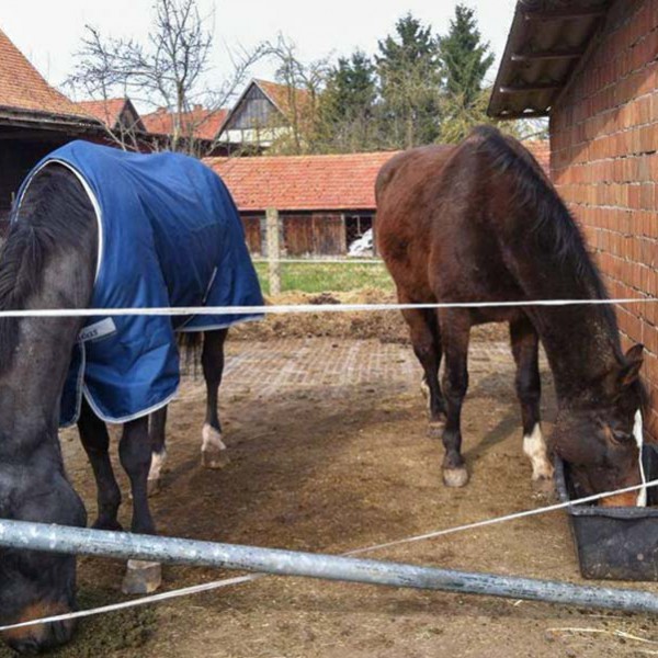 Pferde Lando (l.) und Carthago Pferde Lando (l.) und Carthago / © 2014 Arche KaNaum (D.N.)