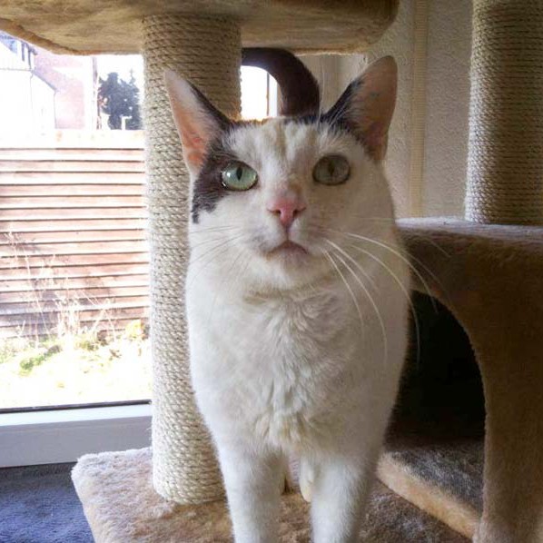 Kätzin Ursel / © 2014 Arche KaNaum (D.N.)