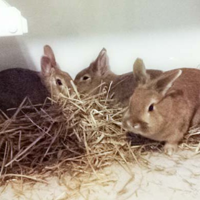 Kaninchen Butterblume, Gänseblümchen und Möhrchen Kaninchen Butterblume, Gänseblümchen und Möhrchen / © 2014 Arche KaNaum (DN)