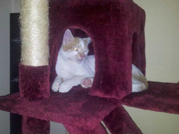 Kater Toni im neuen Zuhause / © 11.03.14 Privat