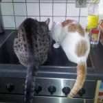 Kater Odin (l.) und Toni im neuen Zuhause / © 11.03.14 Privat