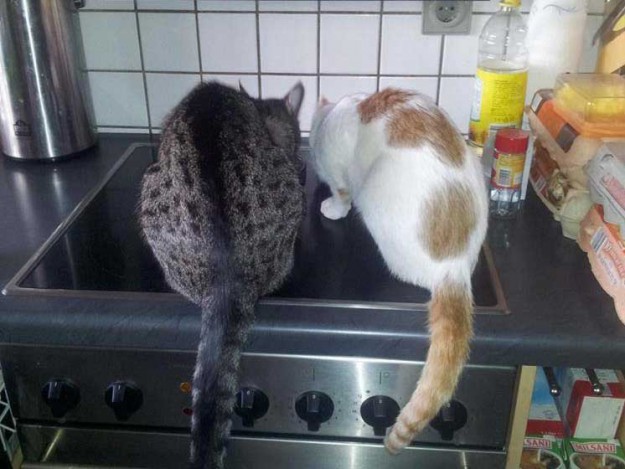 Kater Odin (l.) und Toni im neuen Zuhause / © 11.03.14 Privat