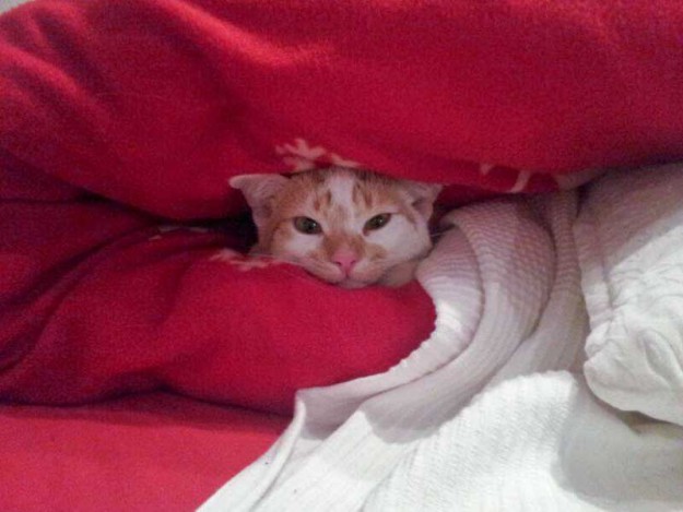 Kater Toni im neuen Zuhause / © 11.03.14 Privat