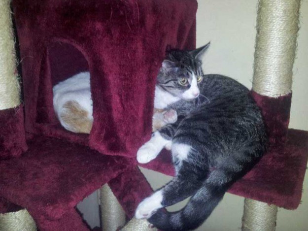 Kater Odin (r.) und Toni im neuen Zuhause / © 11.03.14 Privat