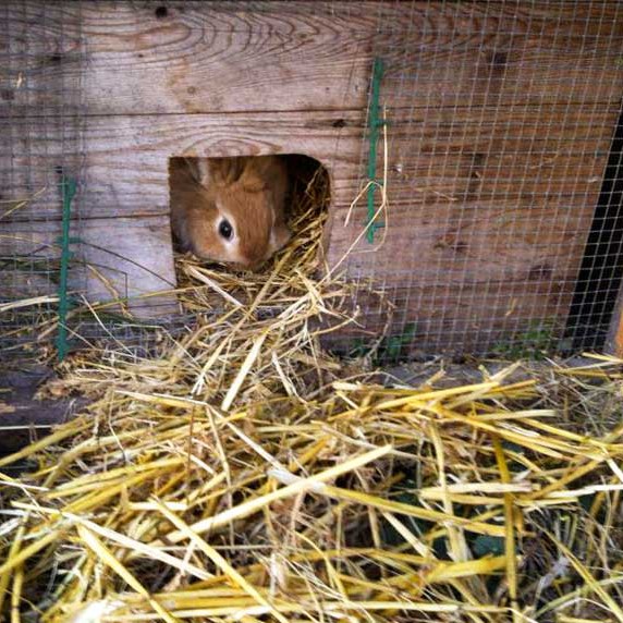 Kaninchen Butterblume, Gänseblümchen und Möhrchen Kaninchen Butterblume, Gänseblümchen und Möhrchen / © 2014 Arche KaNaum (DN)