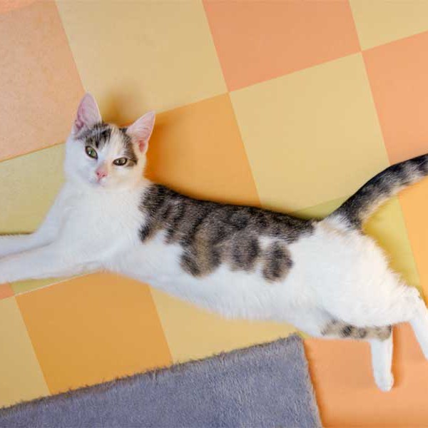 Kätzin Belly  /  © 2014 Arche KaNaum (D.N.) Kätzin Belly / © 2014 Arche KaNaum (D.N.)