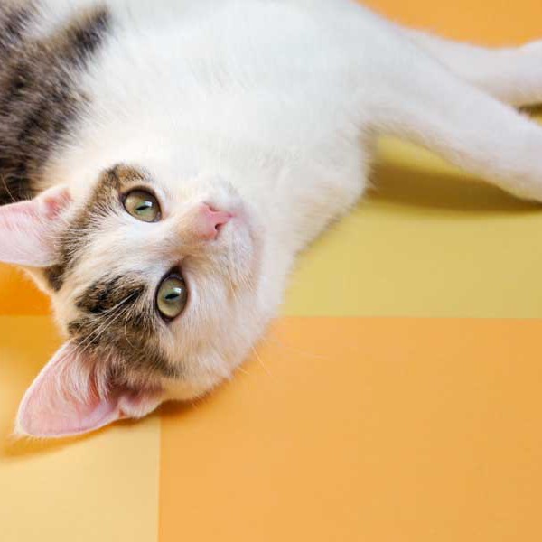 Kätzin Belly  /  © 2014 Arche KaNaum (D.N.) Kätzin Belly / © 2014 Arche KaNaum (D.N.)