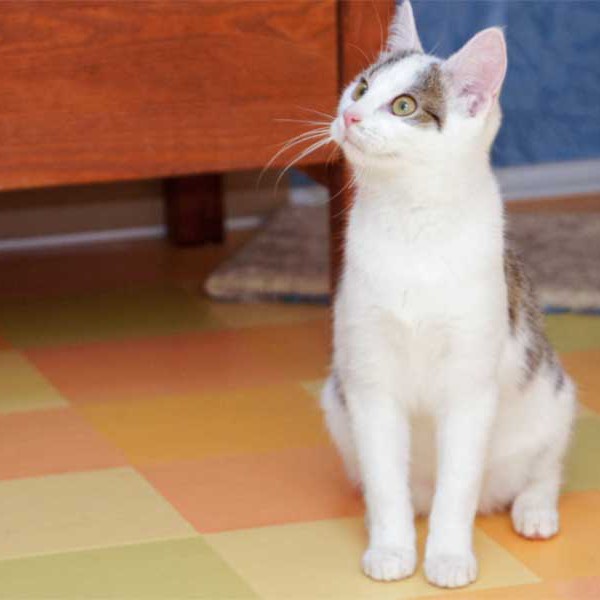 Kätzin Belly  /  © 2014 Arche KaNaum (D.N.) Kätzin Belly / © 2014 Arche KaNaum (D.N.)