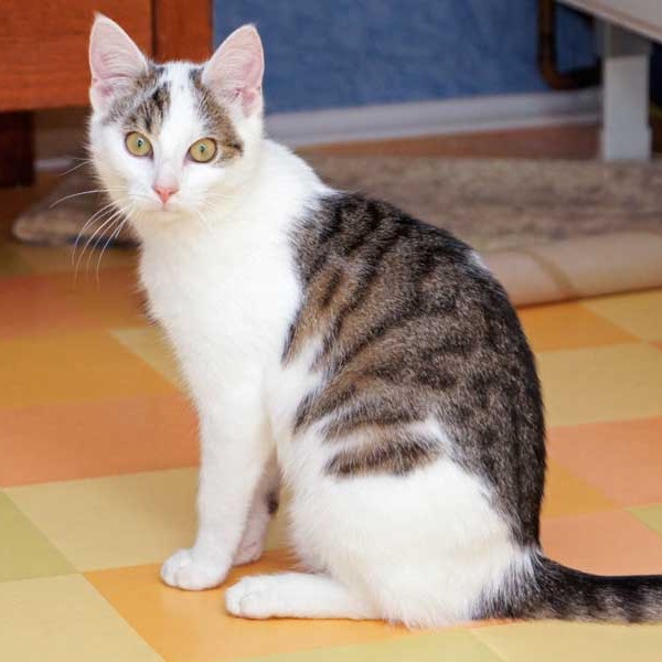 Kätzin Belly  /  © 2014 Arche KaNaum (D.N.) Kätzin Belly / © 2014 Arche KaNaum (D.N.)