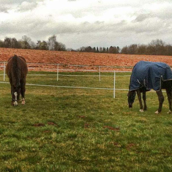 Gnadenhof-Pferde Carthago (l.) und Lando auf ihrer neuen Wiese Gnadenhof-Pferde Carthago (l.) und Lando auf ihrer neuen Wiese / © 2014 Arche KaNaum (DN)