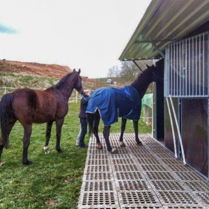 Gnadenhof-Pferde Carthago (l.) und Lando inspizieren ihre neue Weidehütte / © 2014 Arche KaNaum (DN)