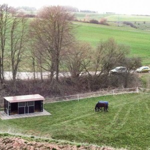 Gnadenhof-Pferde Carthago und Lando auf ihrer neuen Wiese / © 2014 Arche KaNaum (DN)