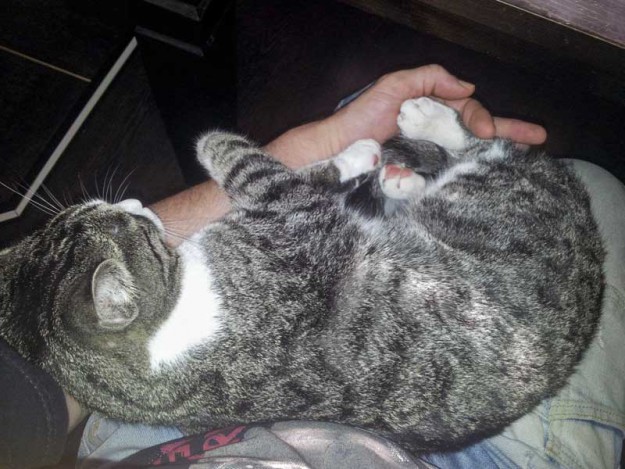 Kater Odin im neuen Zuhause / © 21.03.14 Privat