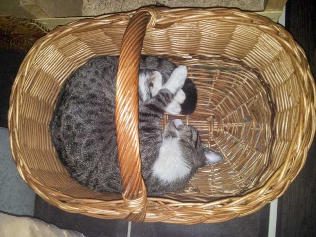 Kater Odin im neuen Zuhause / © 21.03.14 Privat