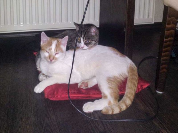 Kater Toni (v.) und Odin im neuen Zuhause / © 21.03.14 Privat