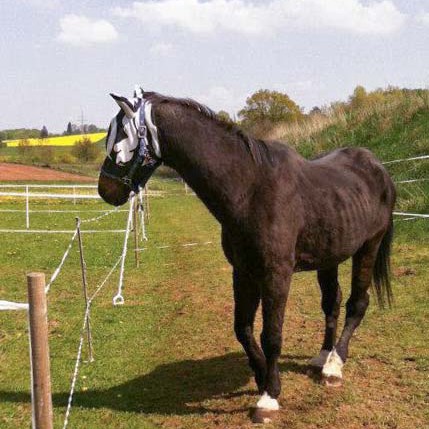 Gnadenhof-Pferd Lando hat eine schicke Fliegenmütze bekommen Gnadenhof-Pferd Lando hat eine schicke Fliegenmütze bekommen / © 2014 Arche KaNaum (DN)
